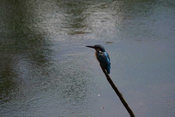 カワセミ 泉の森公園 2024年5月26日(日)