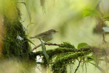 Large-billed Leaf Warbler 龍蒼溝(Longcanggou) Tue, 4/23/2024