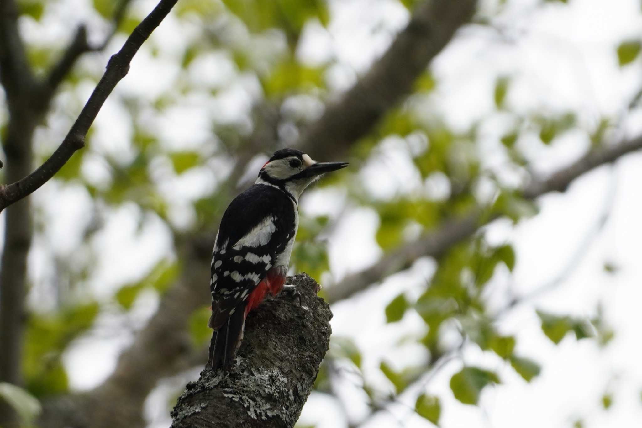 Great Spotted Woodpecker