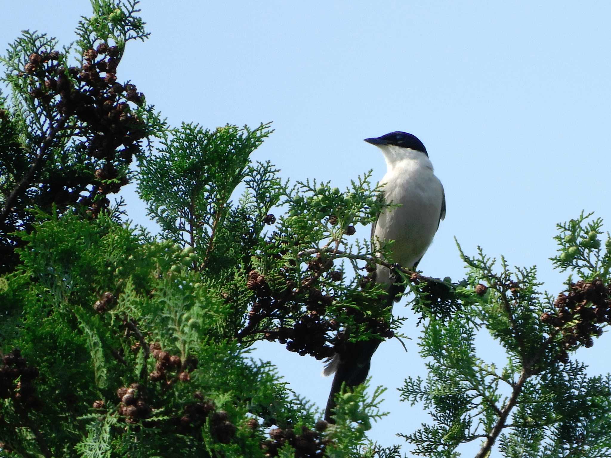 Photo of Azure-winged Magpie at 谷中霊園 by ひよひよ