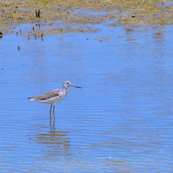 Common Greenshank Osaka Nanko Bird Sanctuary Thu, 5/2/2024