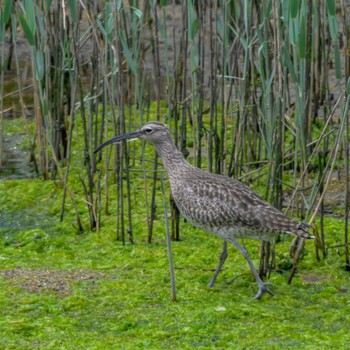 Eurasian Whimbrel Osaka Nanko Bird Sanctuary Thu, 5/2/2024