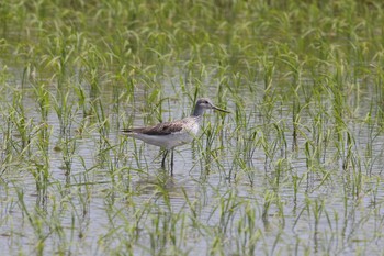 Common Greenshank Gonushi Coast Sat, 5/19/2012