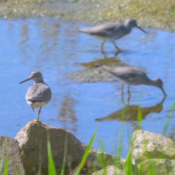 Grey-tailed Tattler Osaka Nanko Bird Sanctuary Thu, 5/2/2024