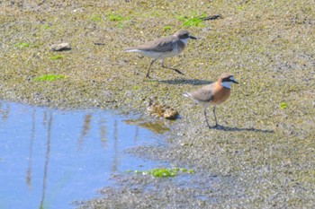 Siberian Sand Plover Osaka Nanko Bird Sanctuary Thu, 5/2/2024