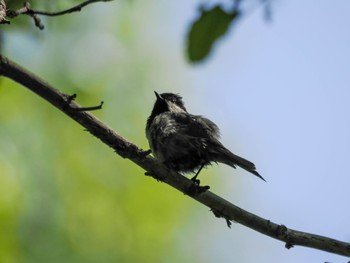 Sun, 5/26/2024 Birding report at Nishioka Park