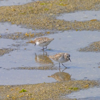 Red-necked Stint Osaka Nanko Bird Sanctuary Thu, 5/2/2024