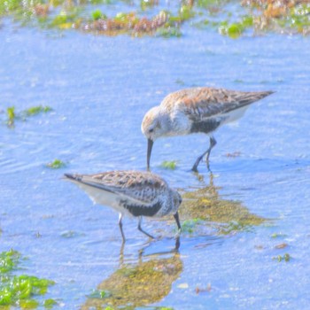 Dunlin Osaka Nanko Bird Sanctuary Thu, 5/2/2024