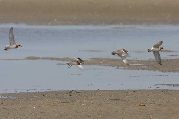 Siberian Sand Plover Gonushi Coast Sat, 5/19/2012