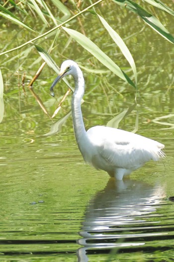 Sun, 5/26/2024 Birding report at Kasai Rinkai Park