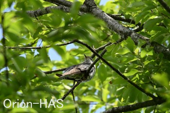 Lesser Cuckoo 東京都多摩地域 Sun, 5/26/2024