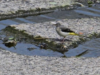 Grey Wagtail 鴨川 Sat, 5/25/2024