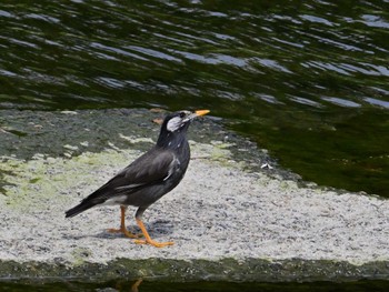 White-cheeked Starling 鴨川 Sat, 5/25/2024