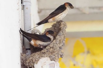 Red-rumped Swallow 益子駅 Mon, 5/27/2024