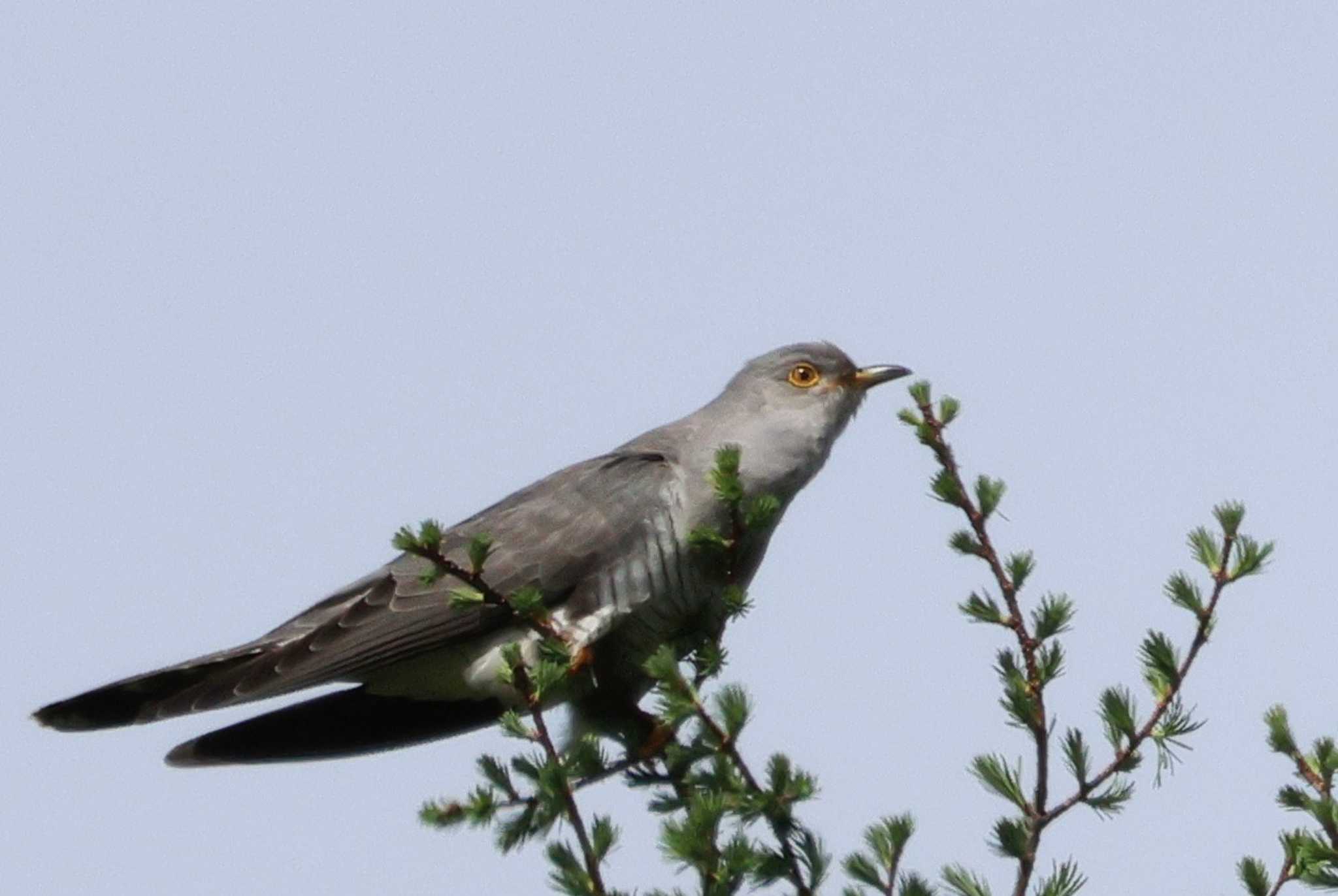 Photo of Common Cuckoo at Senjogahara Marshland by ひろ