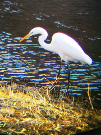 Great Egret 玉川 Tue, 1/8/2019