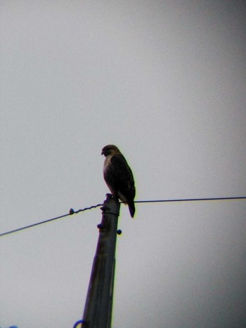 2019年1月12日(土) 玉川の野鳥観察記録