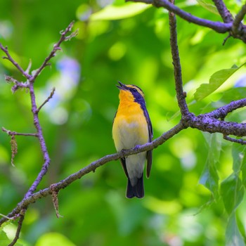 Narcissus Flycatcher Kyoto Gyoen Fri, 5/3/2024