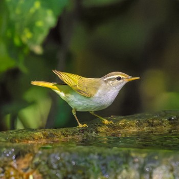 Eastern Crowned Warbler Kyoto Gyoen Fri, 5/3/2024