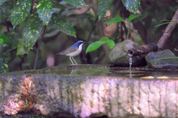 Siberian Blue Robin Kyoto Gyoen Fri, 5/3/2024