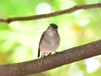 Asian Brown Flycatcher Kyoto Gyoen Sat, 5/25/2024