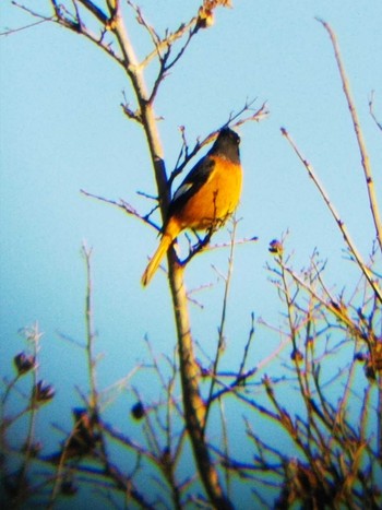 Daurian Redstart 佐久間ダム Tue, 1/1/2019