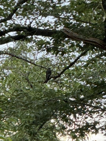 2024年5月29日(水) 徒歩圏内n(23区西部)の野鳥観察記録