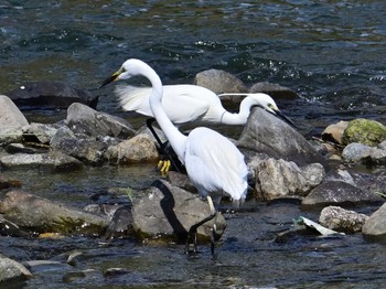 Little Egret 鴨川 Sat, 5/25/2024