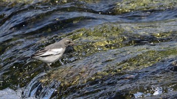 Japanese Wagtail 鴨川 Sat, 5/25/2024