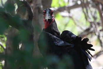 Southern Ground Hornbill モレミ動物保護区(オカバンゴ・デルタ)  ボツワナ Thu, 5/16/2024