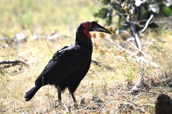 ミナミジサイチョウ モレミ動物保護区 オカバンゴ・デルタ 2024年5月16日(木)