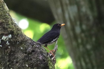 Japanese Thrush 日向渓谷 Wed, 5/29/2024