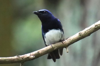 Blue-and-white Flycatcher 日向渓谷 Wed, 5/29/2024