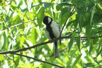 Japanese Tit 池子の森自然公園 Wed, 5/29/2024