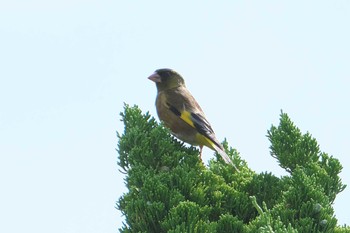 Grey-capped Greenfinch 池子の森自然公園 Wed, 5/29/2024