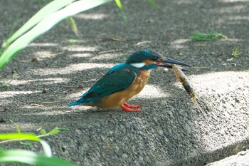 Common Kingfisher 池子の森自然公園 Wed, 5/29/2024
