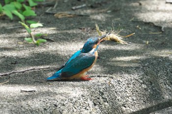 2024年5月29日(水) 池子の森自然公園の野鳥観察記録