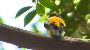 Wed, 5/29/2024 Birding report at 春日山原始林