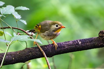 Red-billed Leiothrix 立田山 Wed, 5/29/2024