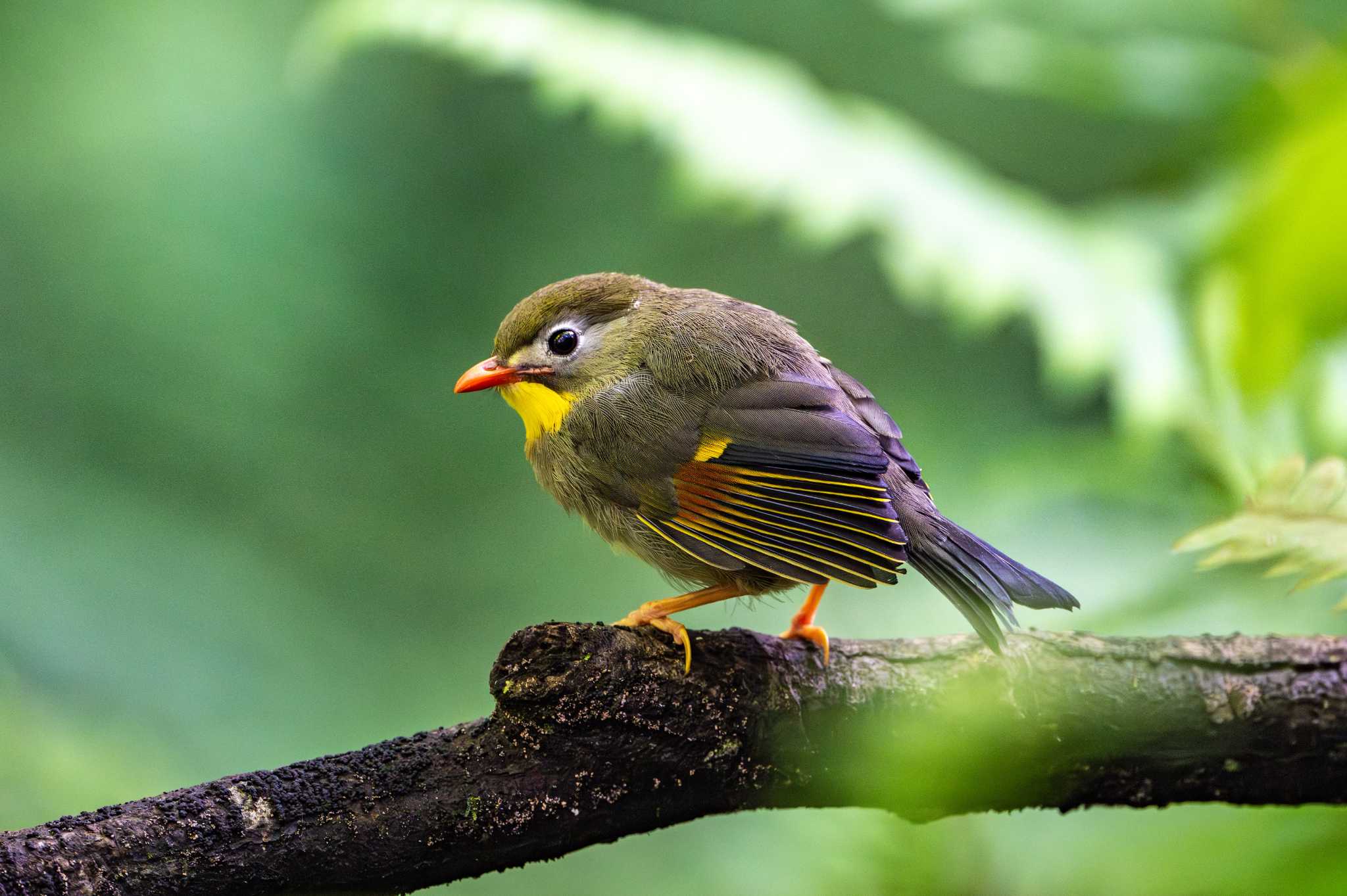 Photo of Red-billed Leiothrix at 立田山 by たけし