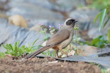 2024年5月25日(土) あきる台公園(秋留台公園)の野鳥観察記録