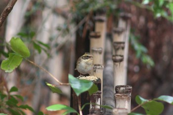 Yellow-throated Bunting Kyoto Gyoen Fri, 2/12/2010