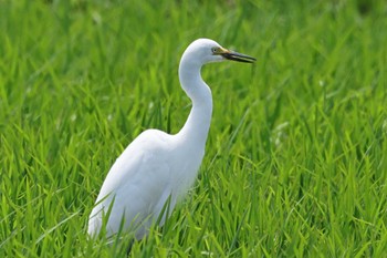 Wed, 5/29/2024 Birding report at 新川耕地と利根運河