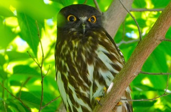 2024年5月29日(水) 梶無神社の野鳥観察記録