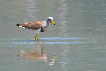 Wed, 5/29/2024 Birding report at 恩智川治水緑地