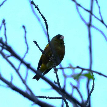 Wed, 5/29/2024 Birding report at 都内