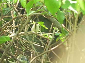 2024年5月26日(日) 横浜自然観察の森の野鳥観察記録