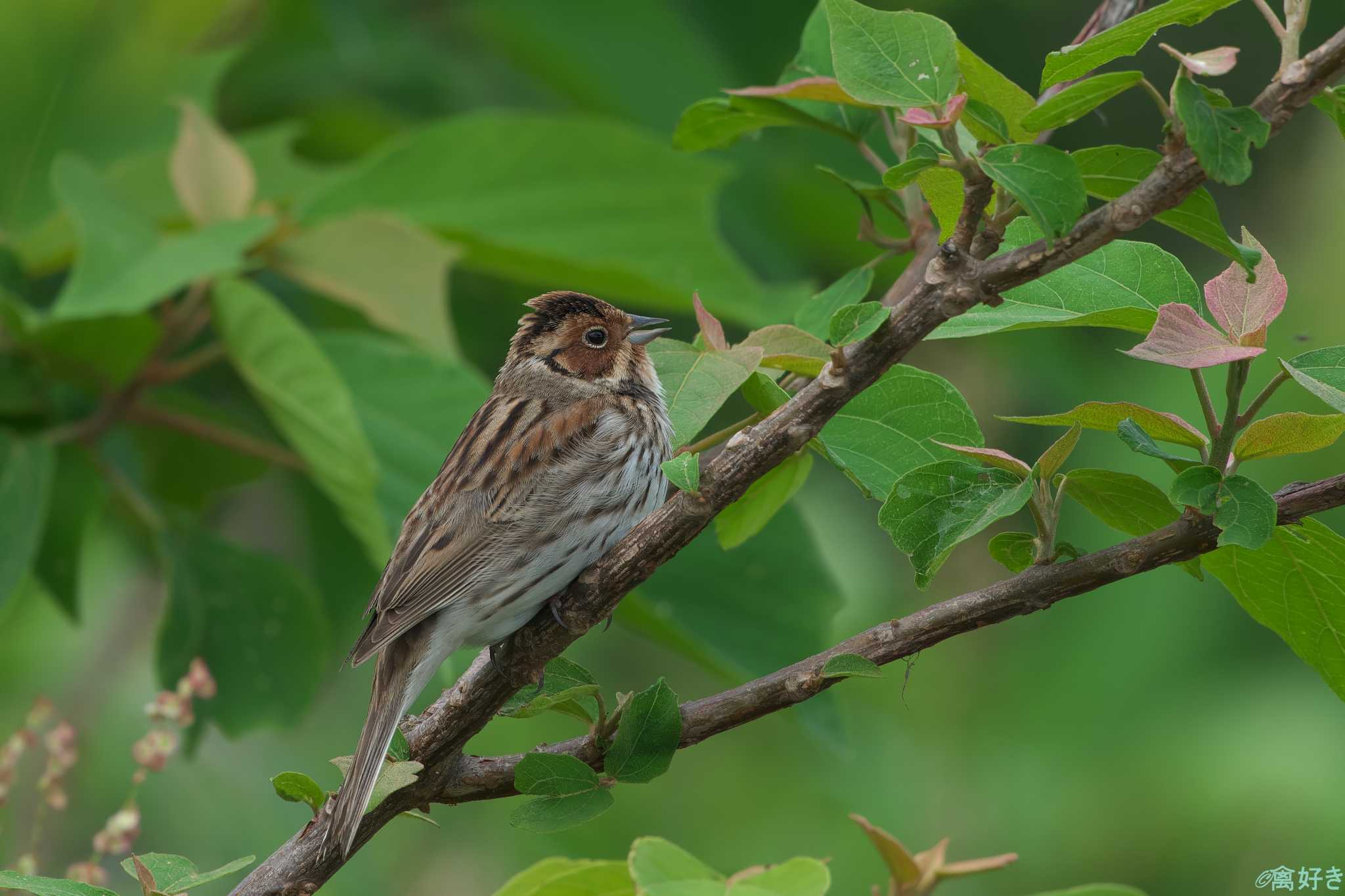 Photo of Little Bunting at 鹿児島県 by 禽好き