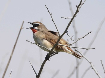 Sun, 5/26/2024 Birding report at はまなすの丘公園(石狩市)