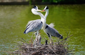 2024年5月25日(土) 大阪市の野鳥観察記録